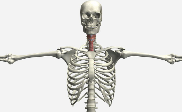 Non Routine Projections For Chest Neck Upper Extremities Shoulder Girdle Simtics